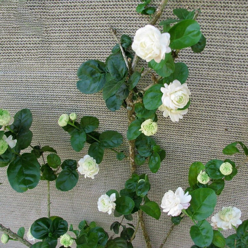 Arabian Sambac Jasmine Plant – Live 6-9 Inch Double White Fragrant Flower – Jasminum sambac