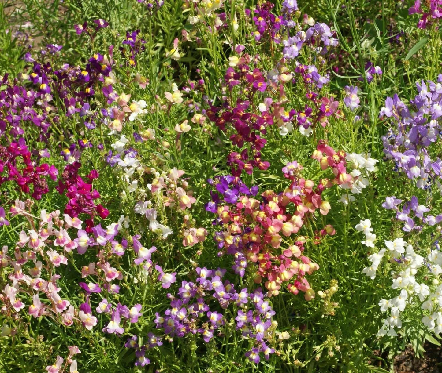 Snapdragon Seeds Fairy Bouquet Mix Dwarf - 5000 Linaria marroccana Seeds for Colorful Annual Flowers