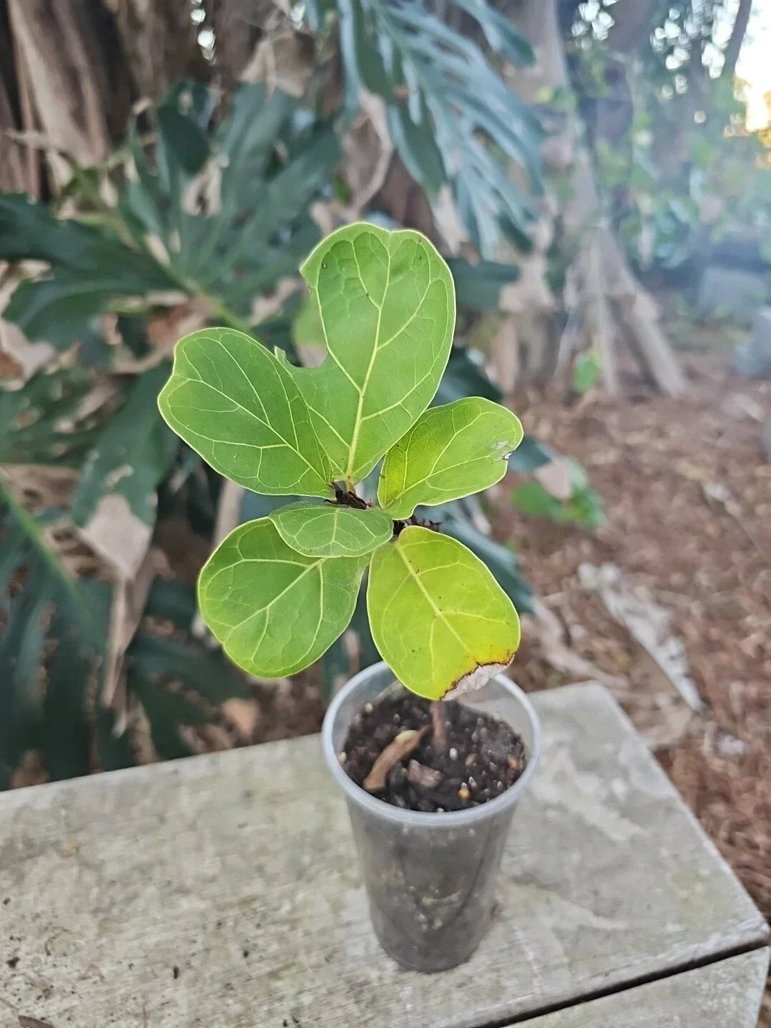 Fiddle Leaf Fig Plant 3.5" Pot | Live Ficus Lyrata Indoor Houseplant
