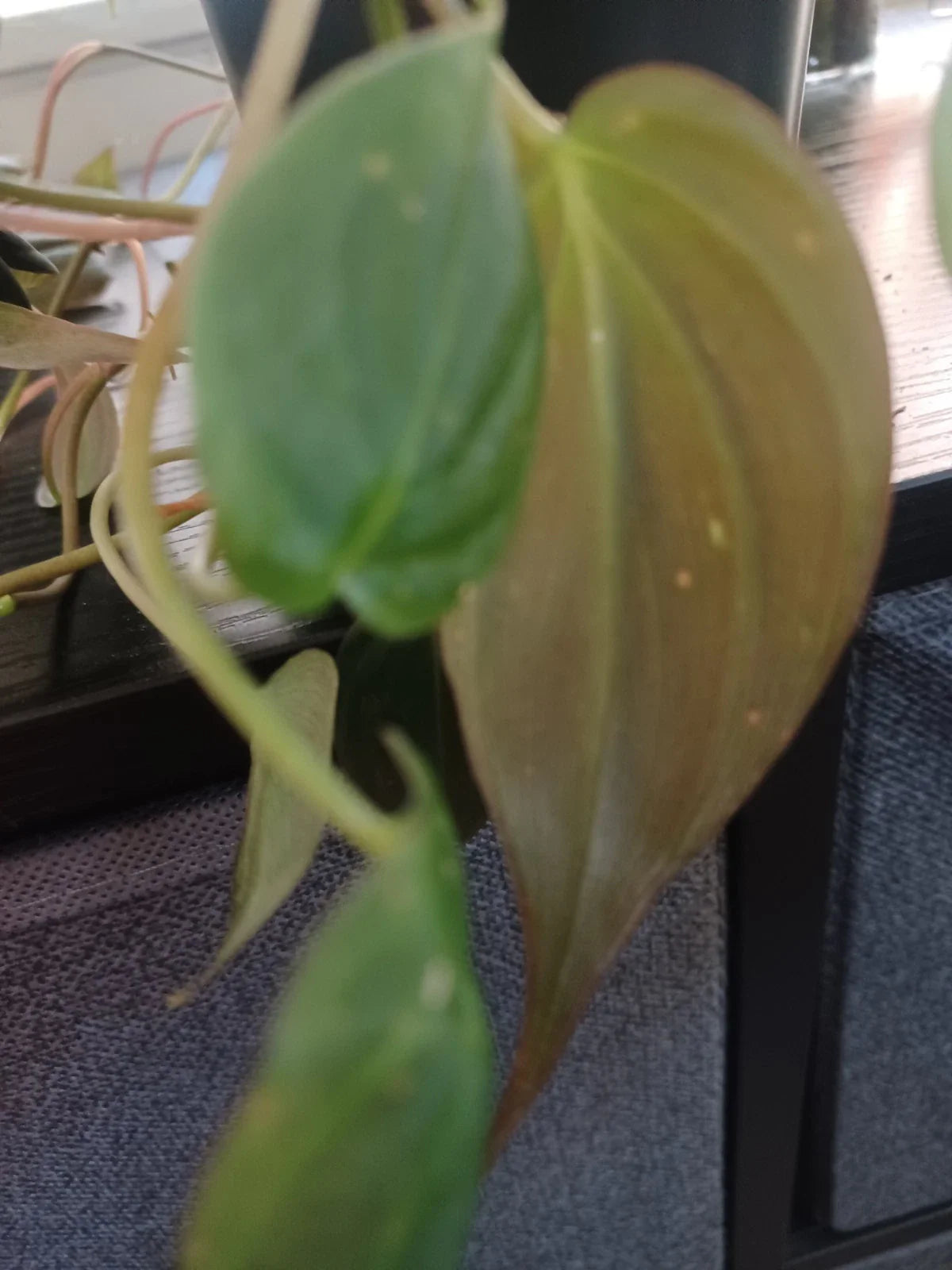 Philodendron Mican Velvety Cuttings – 3 Healthy Propagation Plants – Philodendron hederaceum var. mican