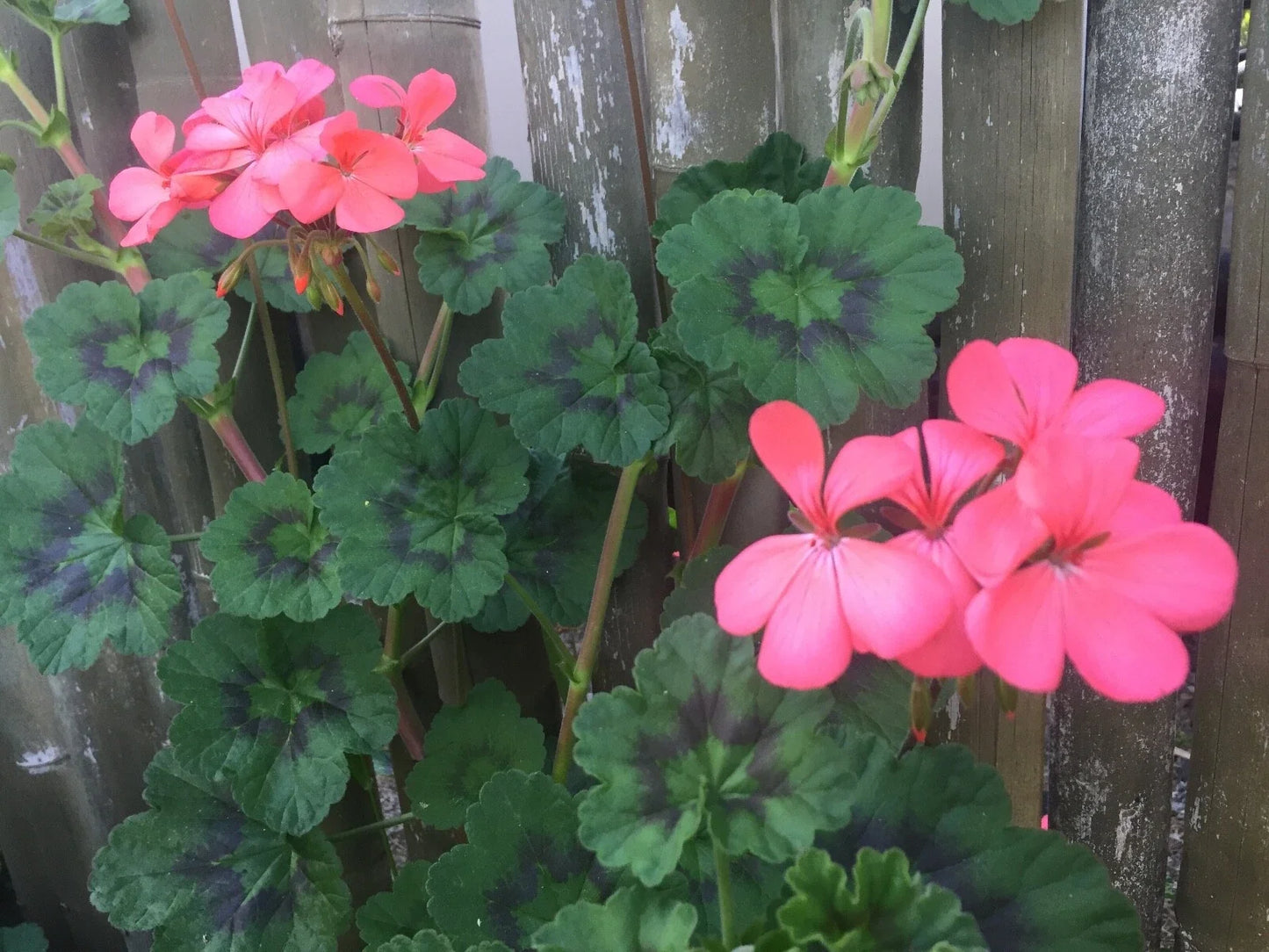 Fresh Zonal Geranium Cuttings 6" Orange-Pink Pelargonium hortorum for Outdoor Gardens, Containers, Baskets