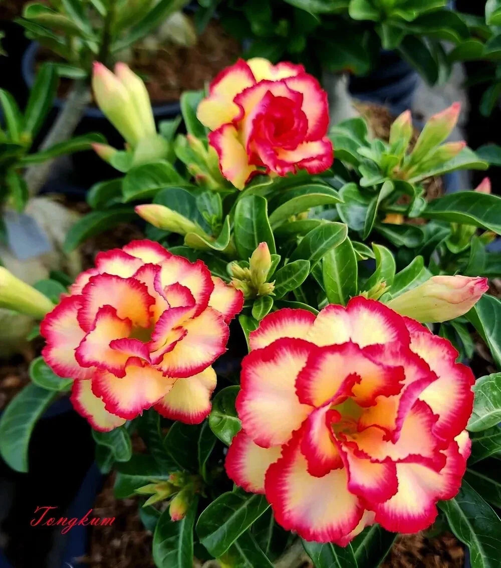 Desert Rose Plant Seedling - Small Adenium Obesum - Rooted 4-6 Inches - TONGKUM - Indoor & Outdoor Garden