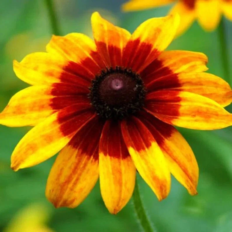 Organic Rudbeckia hirta Seeds – Denver Daisy Flower Seeds – 1000 Pack for Gardens, Borders, and Containers – USA Grown, Free Shipping