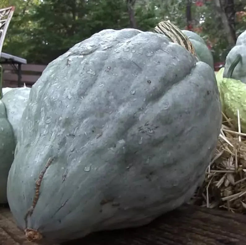 Giant Blue Hubbard Sweet Squash Seeds - 10 Pack - Rare Heirloom Non-GMO