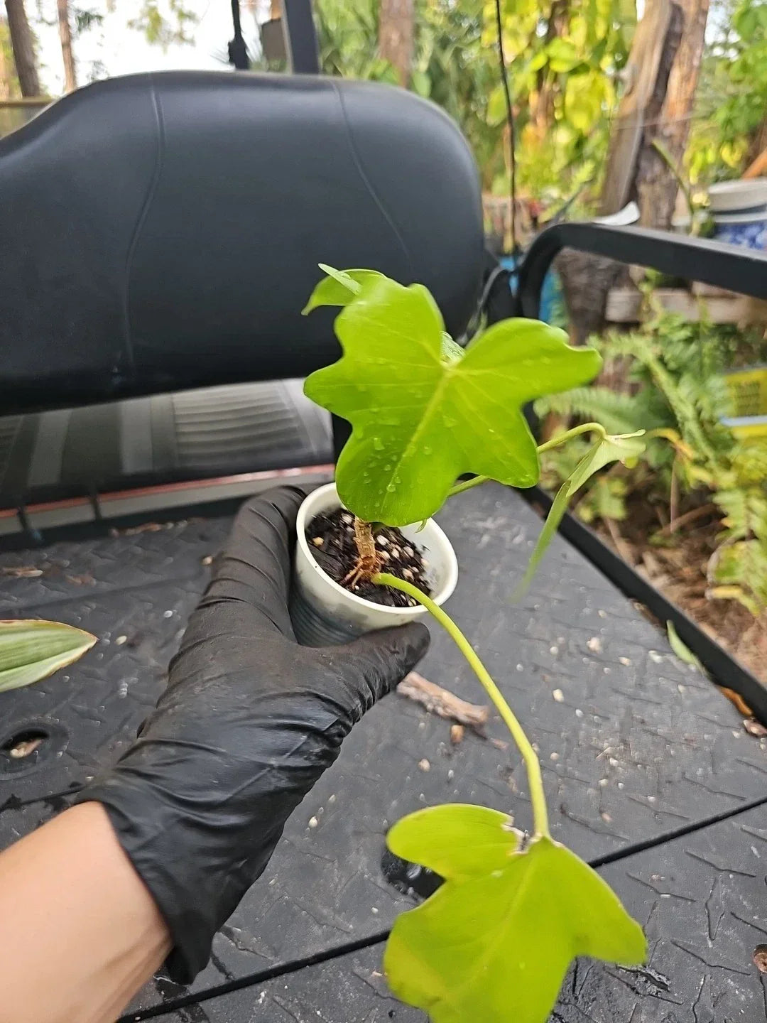 Philodendron Florida Green Stem 2.5" Pot - Unique Indoor Plant