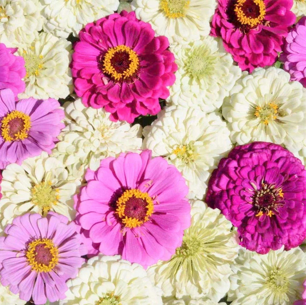 Zinnia Seeds Mix Blueberry Cheesecake Variety – Purple, Lavender, White Flowers – Zinnia elegans – 50 Seeds