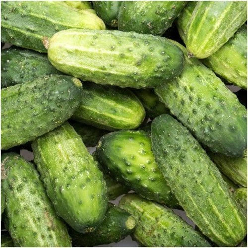 Cucumber Seeds Pack - SMR58 Non-GMO Cucumis sativus for Pickling & Home Gardening