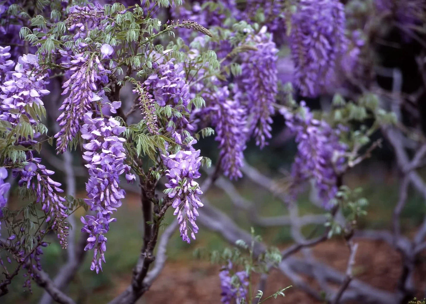 20 Purple Wisteria Seeds for Planting - Violet Flowering Vine Wisteria sinensis