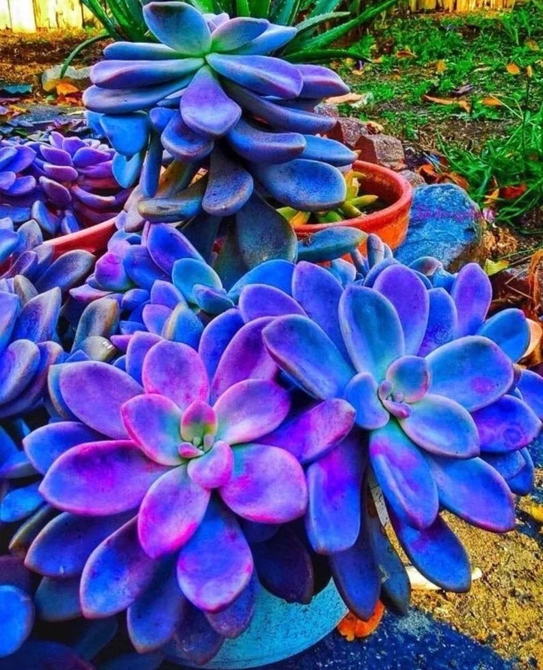 Blue Succulents Seeds Pack - Lithops spp. Drought-Tolerant Indoor Cactus Seeds for Gardening