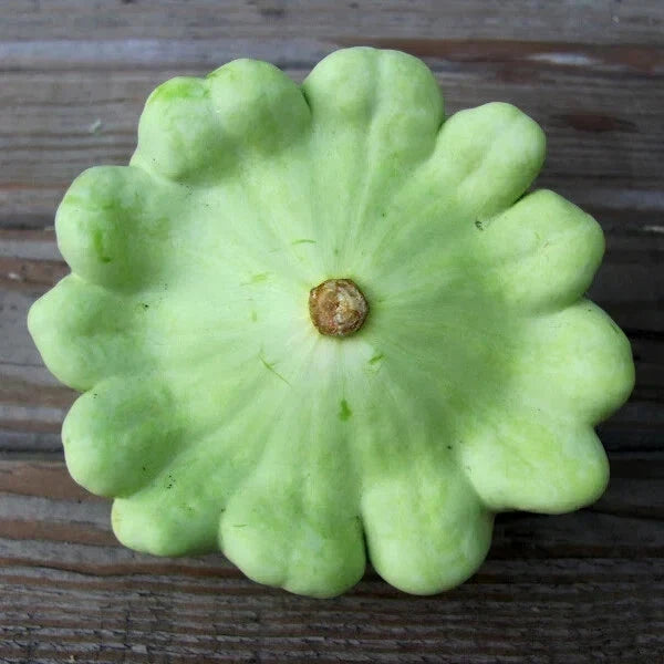 Bennings Green Tint Squash Seeds - 30 Non-GMO Heirloom Cucurbita pepo Seed Packet for Home Garden and Container Growing
