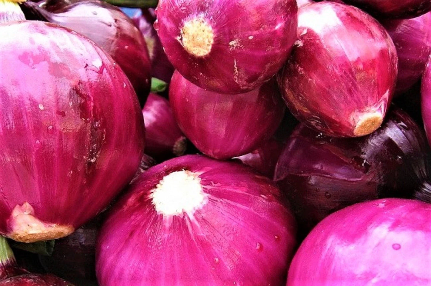 Red Grano Onion Seeds - Allium cepa Bulb Vegetable, 200+ Non-GMO Seeds for Planting, Full Sun, Easy Grow, Perfect for Home Gardens