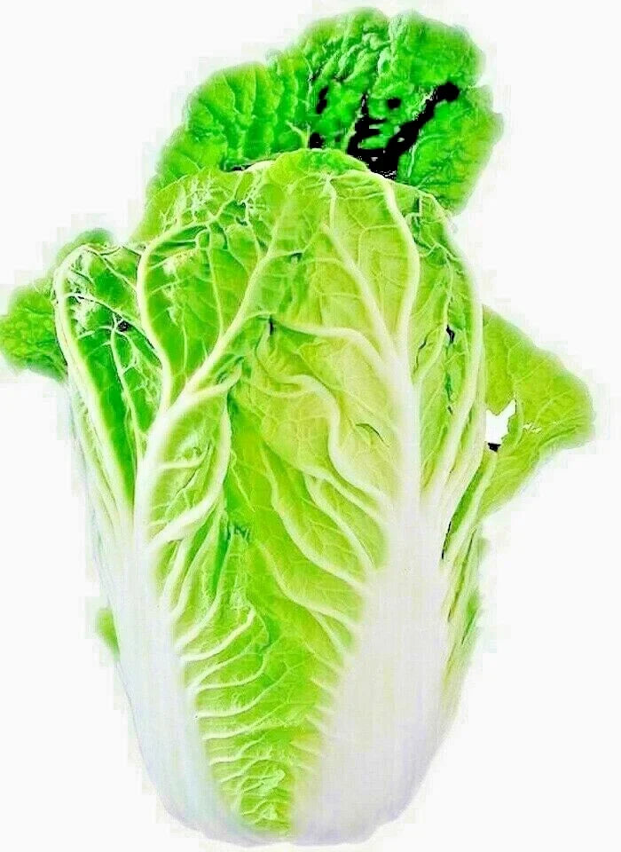 Chinese Cabbage Seeds 100+ Heirloom Brassica rapa for Microgreens & Salads