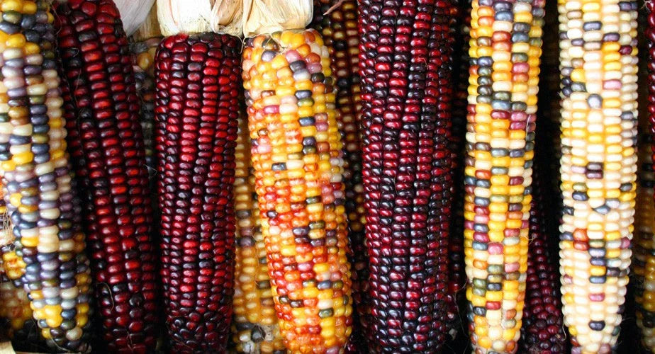 Indian Flint Corn Seeds - 20 Seeds - Calico Colorful Variety - Zea mays - Groco USA