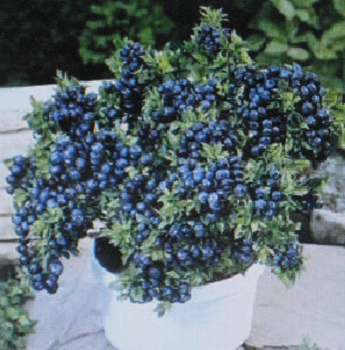 Dwarf Blueberry Seeds - Top Hat Vaccinium corymbosum for Container Gardening & Bonsai