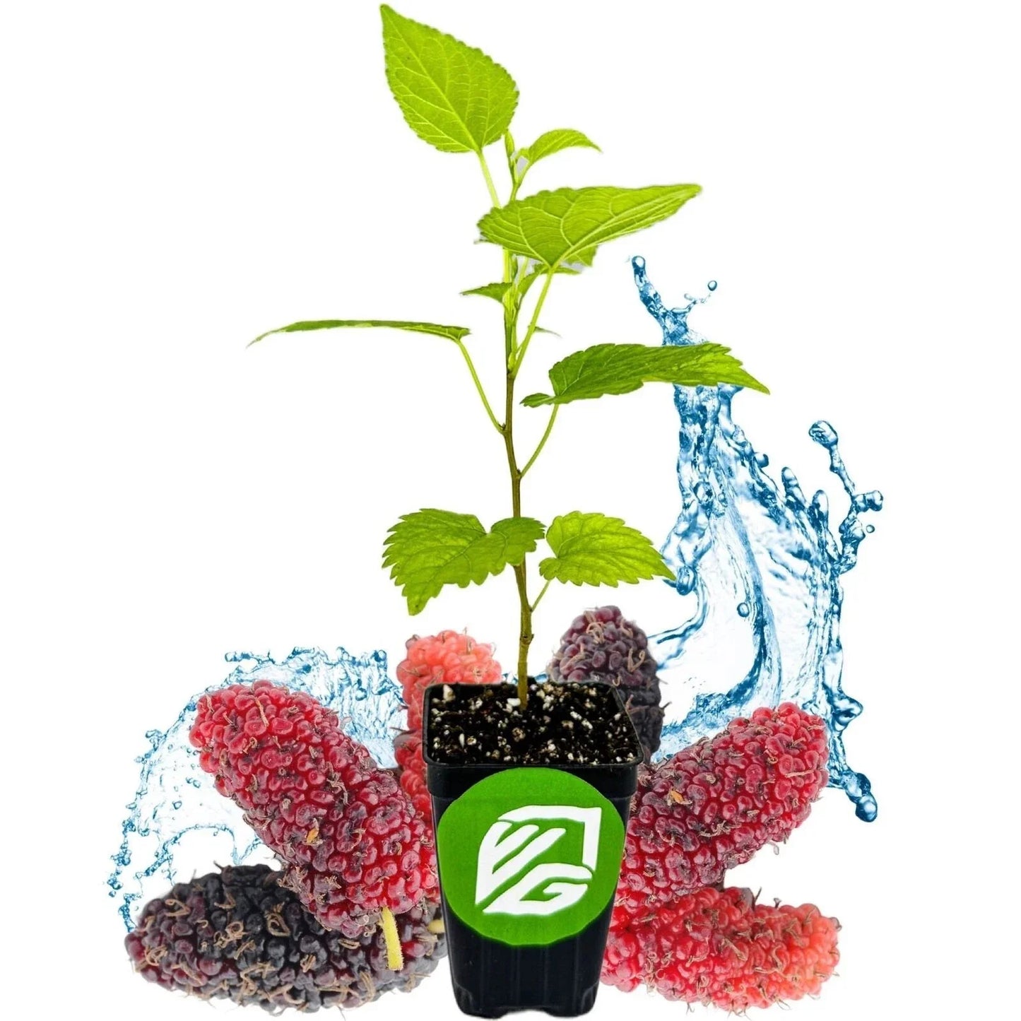 Dwarf Everbearing Black Mulberry Tree - Morus nigra Live Plant in 3-Inch Pot