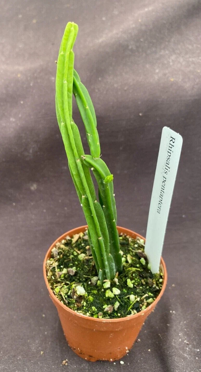 Rhipsalis Pentaptera Plant 2" Pot Rooted Houseplant, Trailing Cactus, Indoor Green Plant, Low Maintenance, Unique Foliage