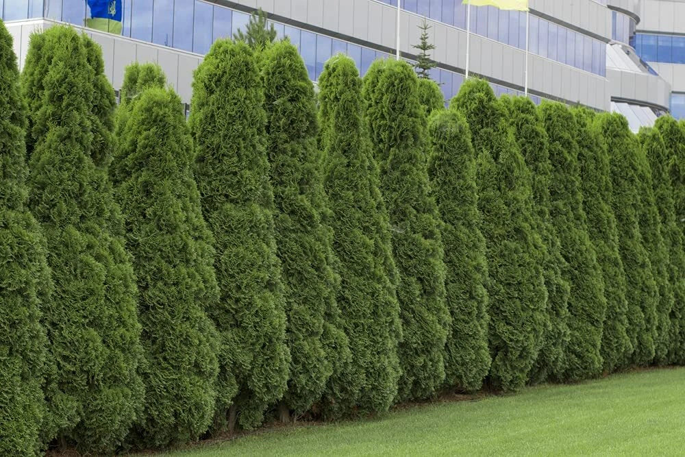 American Arborvitae Tree Seeds 50 Count | Thuja occidentalis | Evergreen for Landscaping & Privacy Screens