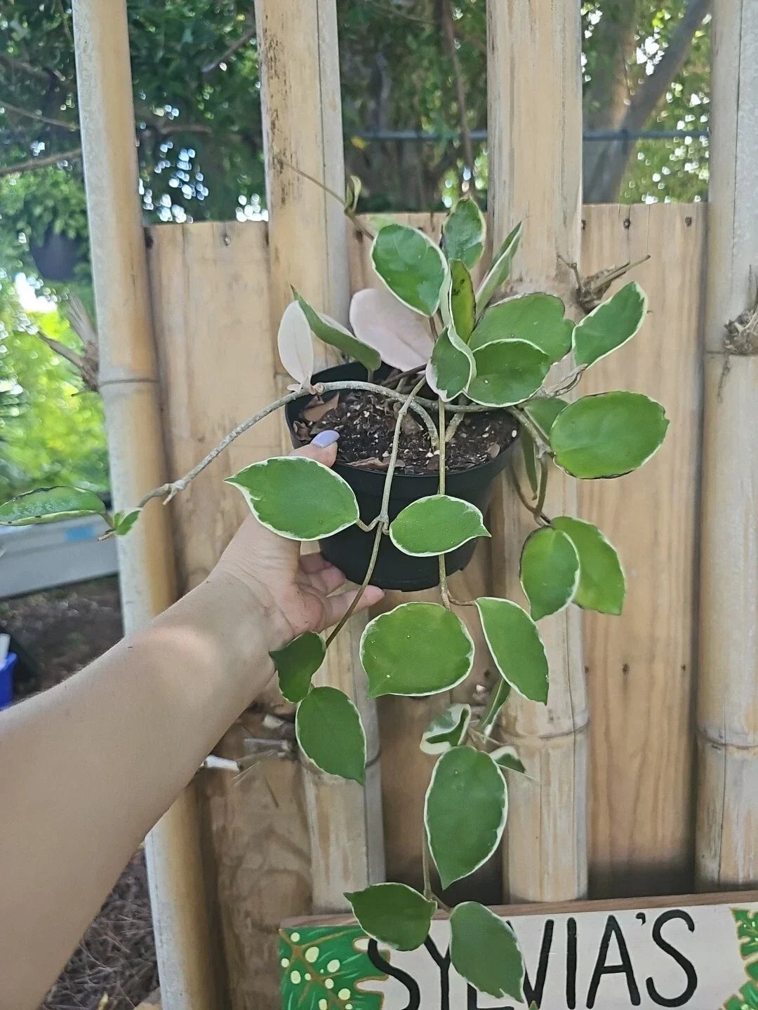 Hoya Carnosa Krimson Queen Variegated Live Plant 6" Pot Indoor Houseplant