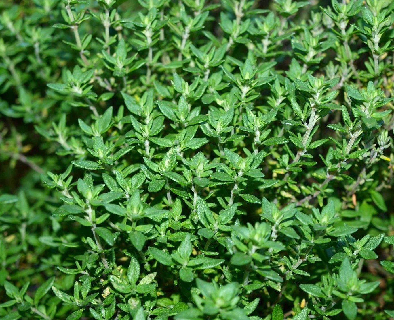 Thyme Herb Seed Pack - 750+ Fresh Non-GMO Seeds for Culinary Use
