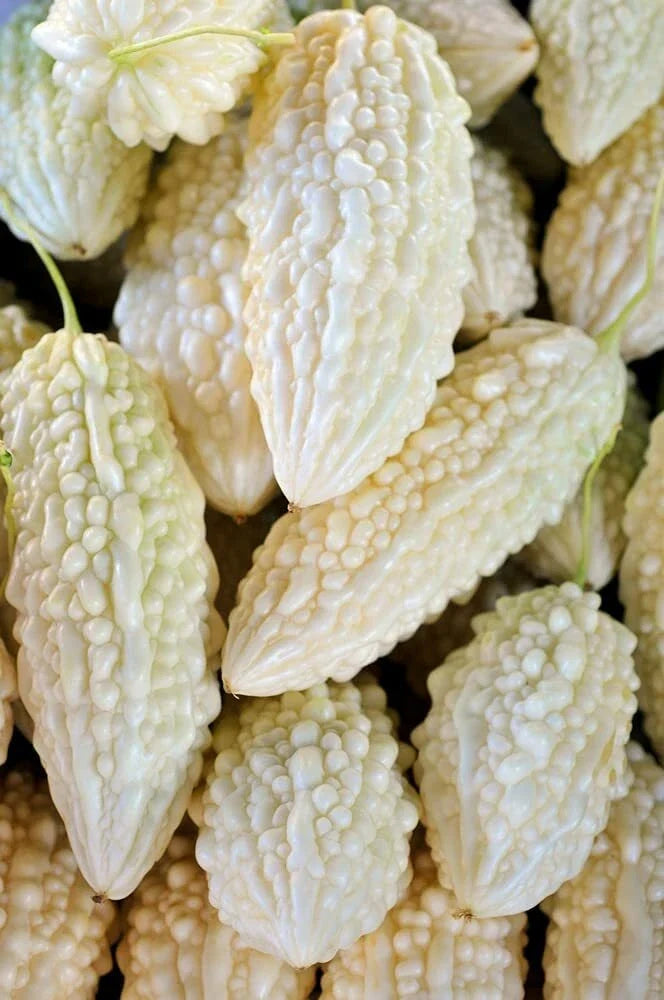 Exotic Bitter Gourd Seeds - 10 Pack White Variety Momordica charantia for Planting Bitter Melon Vegetables