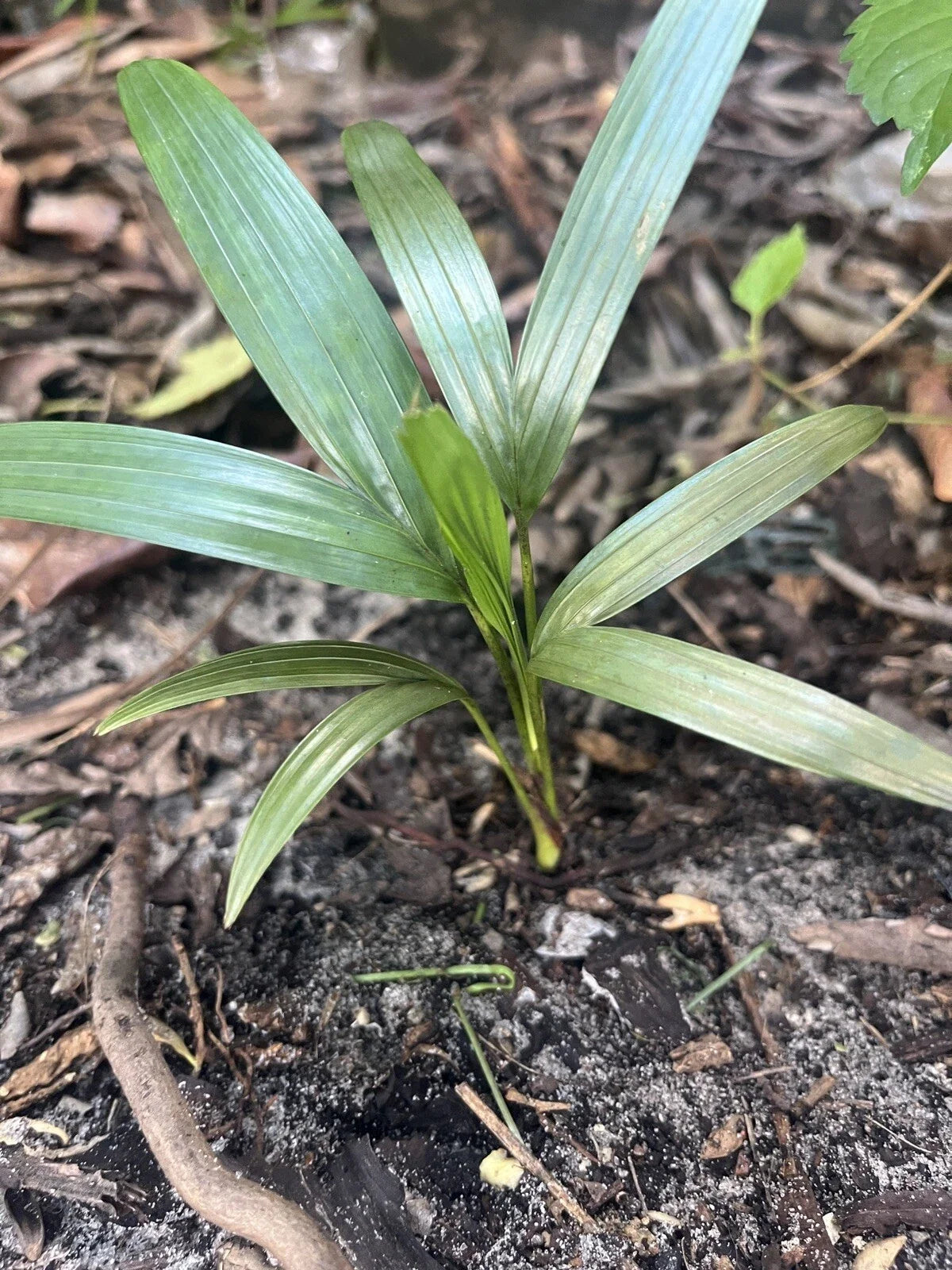 Christmas Palm Seedlings - 2 Bare Rooted Adonia Merrilli Tropical Indoor Outdoor Plant