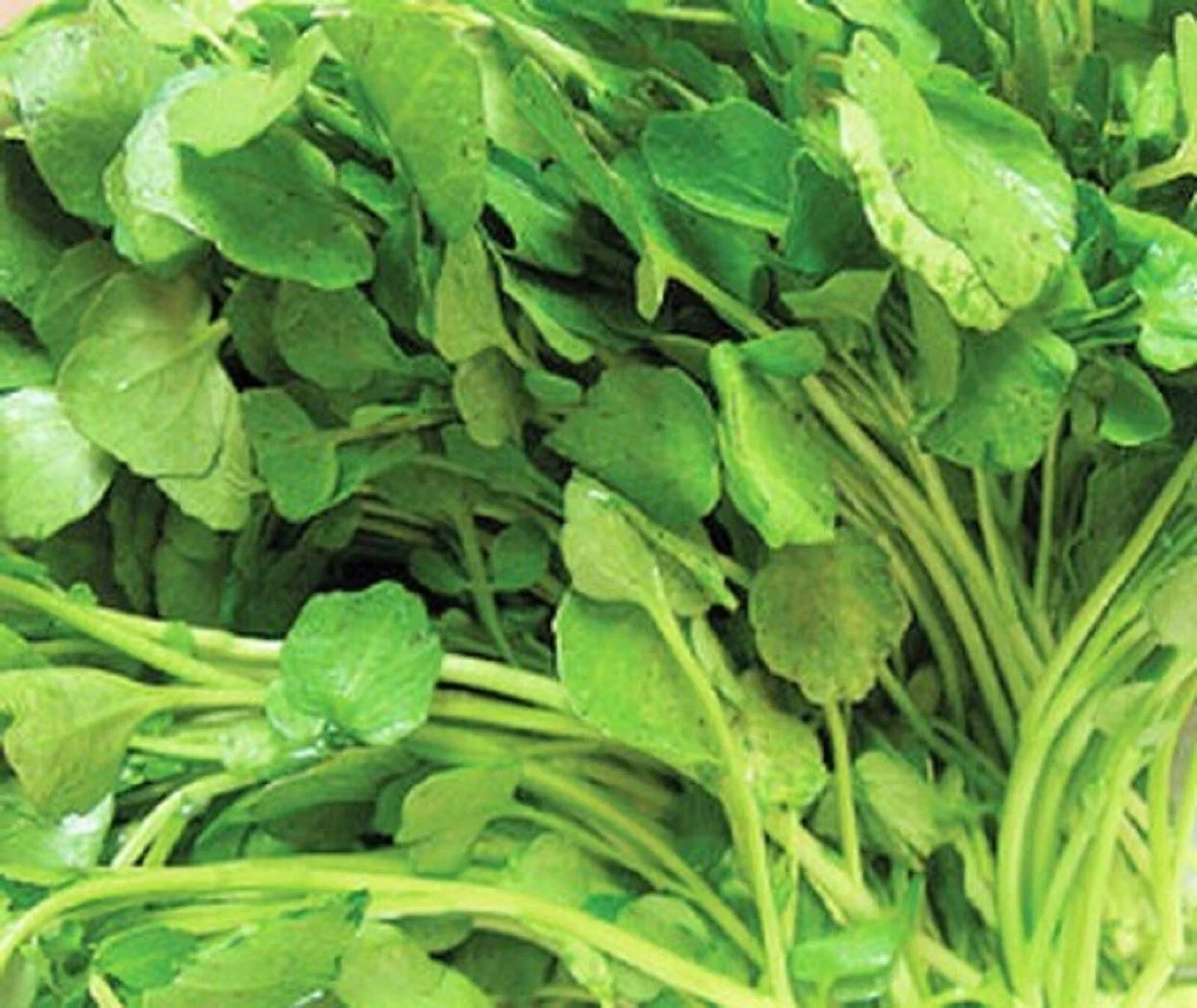 Upland Cress Seeds - 500+ Non-GMO Nasturtium officinale for Gardening, Salad Greens, Container Growing