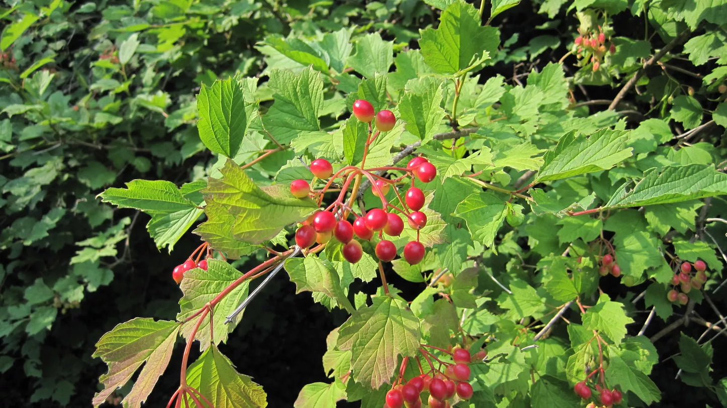 30 Seeds American Highbush Cranberry Viburnum trilobum - Garden Shrub Seeds
