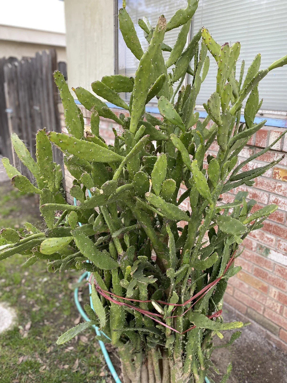 Opuntia monacantha Cuttings - Joseph's Coat Cactus 5 Drooping Prickly Pear Succulent
