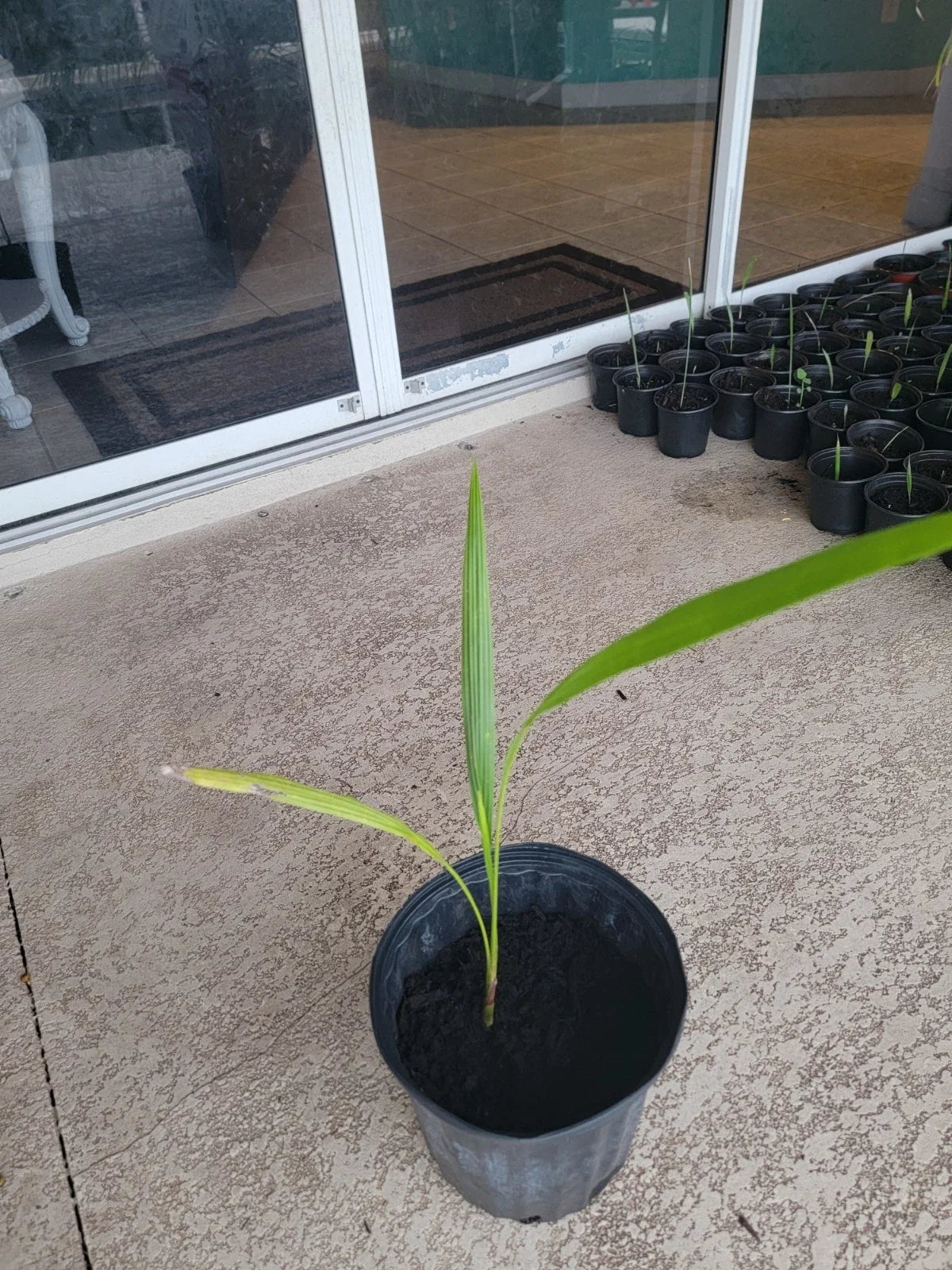 Cuban Royal Palm Tree Live Plant - Roystonea regia - Tropical Outdoor/Indoor Palm - Bare Root 22 in