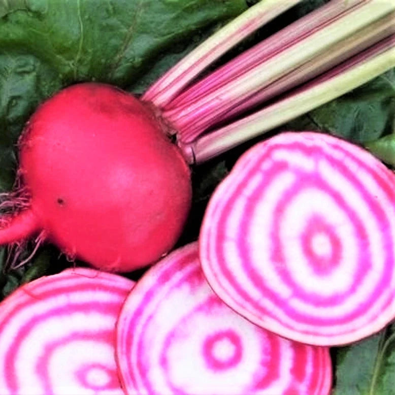 Chioggia Beet Seeds | Candy Cane Striped Pink Bullseye Beta vulgaris | Vegetable Seed for Garden Planting