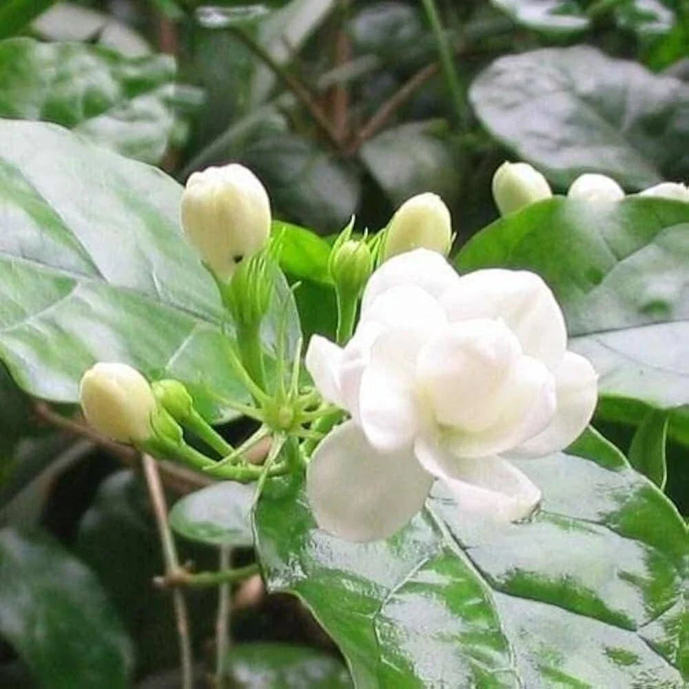 Arabian Jasmine Plant 12" Height with Buds – Jasminum sambac Indoor/Outdoor Flowering Houseplant