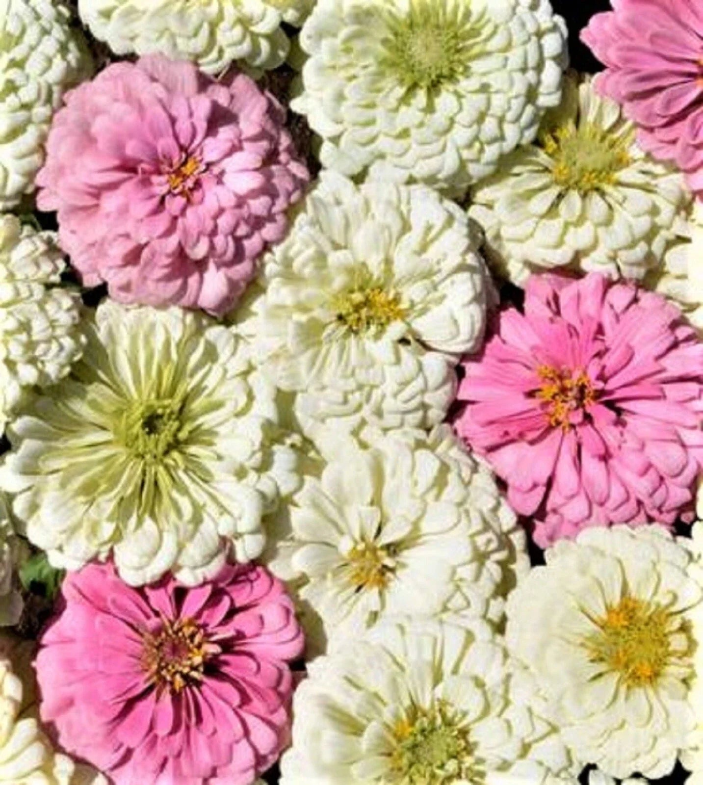 Blushing Bride Zinnia Seeds - 100+ Pink and White Flowering Annual for Garden, Borders, and Containers - Zinnia elegans