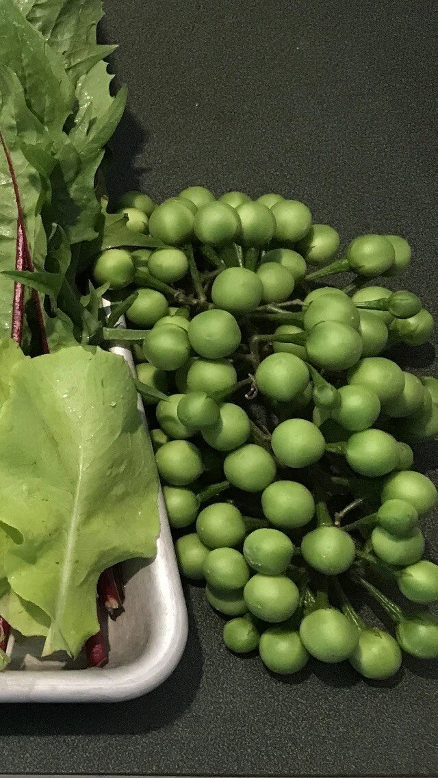 Pea Eggplant Plants - Starter Size, Thai Brush Eggplant, Turkey Berry (Solanum torvum), Edible Fruits, Drought-Resistant