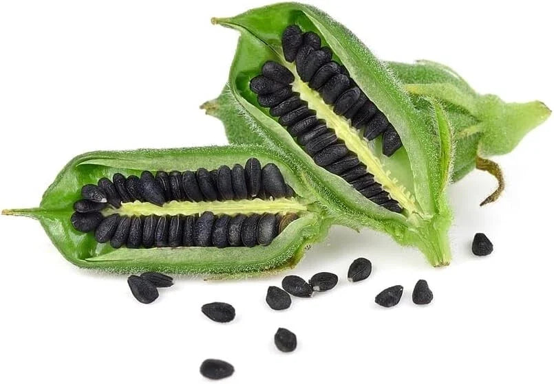 Black Sesame Seeds for Planting - Organic Kurogoma, Sesamum indicum, 500 Seeds