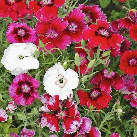 Baby Doll Dianthus Seed Mix - 300+ Seeds - Colorful Dianthus chinensis Flowers