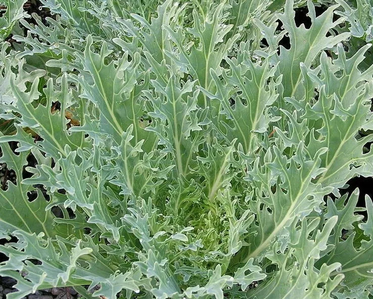 White Russian Kale Seeds - 500+ Vegetable Greens for Salad, Brassica oleracea, Survival Gardening, Edible Greens