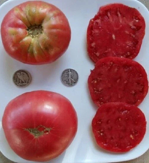 Huge Pink Heirloom Beefsteak Tomato Seeds – 25 Non-GMO Open-Pollinated Pink Tomato Seeds for Gardens & Cut Flowers
