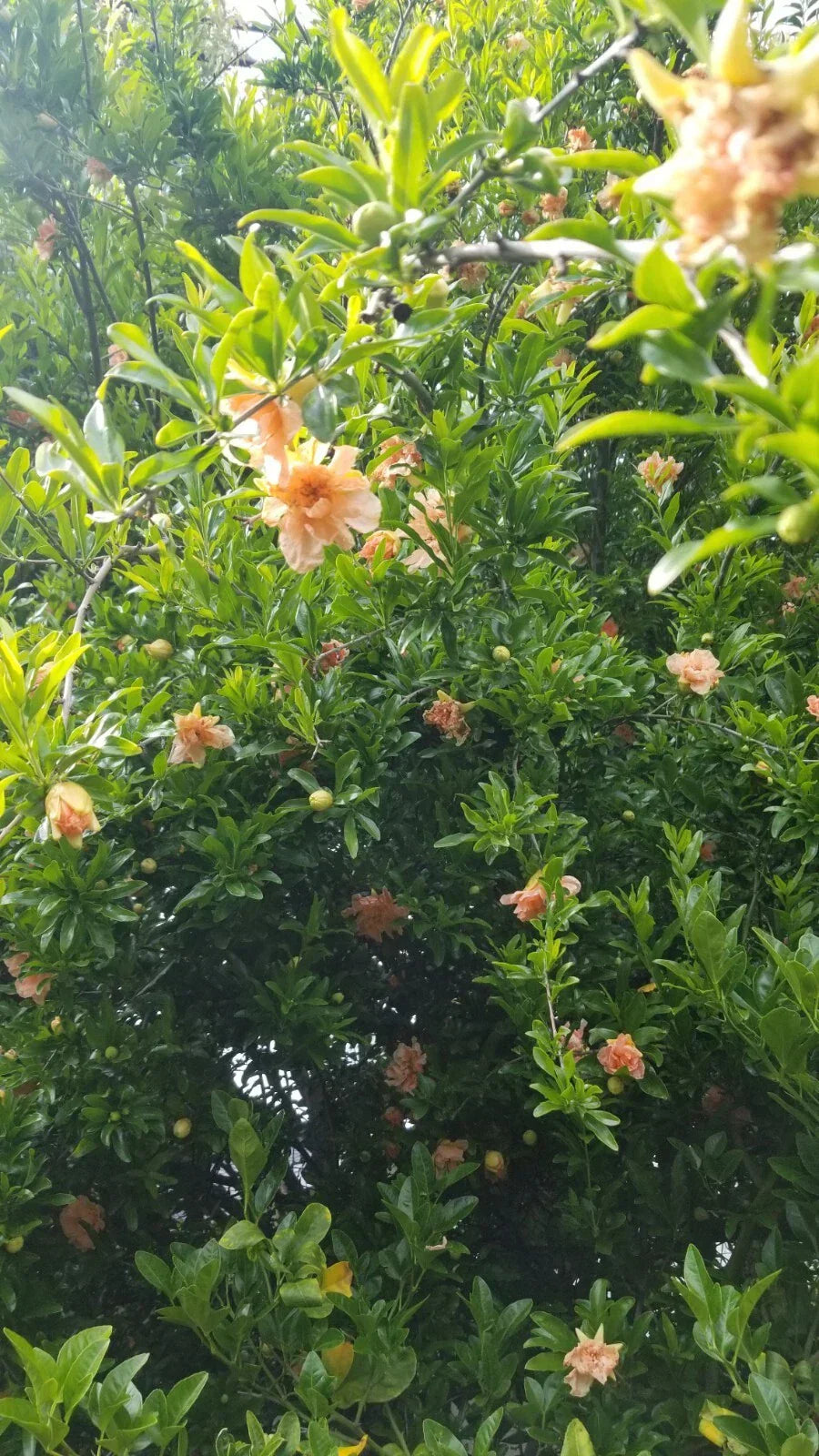 Peach Ornamental Pomegranate Cuttings - 10 Pcs - Punica granatum 'Nana'