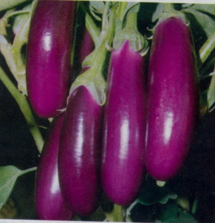 Eggplant Seeds - Long Purple Italian Variety - Solanum melongena - Heirloom, Organic, Fresh Seeds for Planting