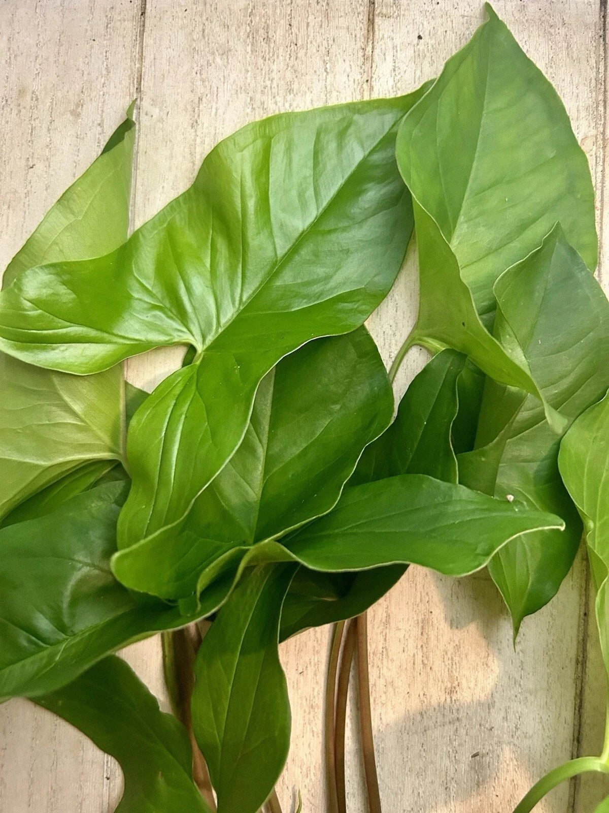 Rooted Arrowhead Vine Plants - Syngonium Podophyllum - 10 Pack Indoor Houseplants for Air Purification