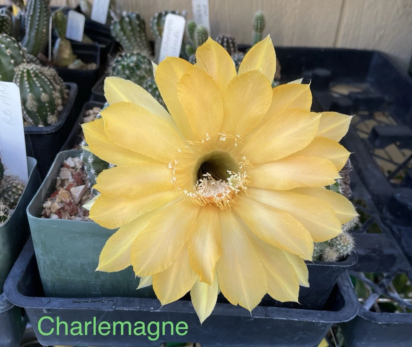 Echinopsis Schick Hybrids Cactus Plant - Rooted Succulent in 4-Inch Pot - Charlemagne Variety