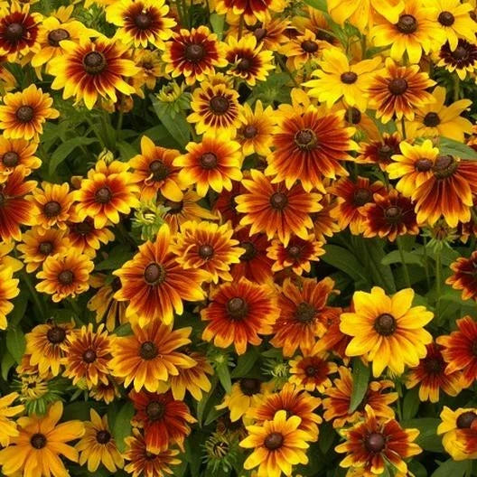 Dwarf Black Eyed Susan Flower Seeds Mix – Rudbeckia hirta Non-GMO, Butterfly Attracting, 500 Count