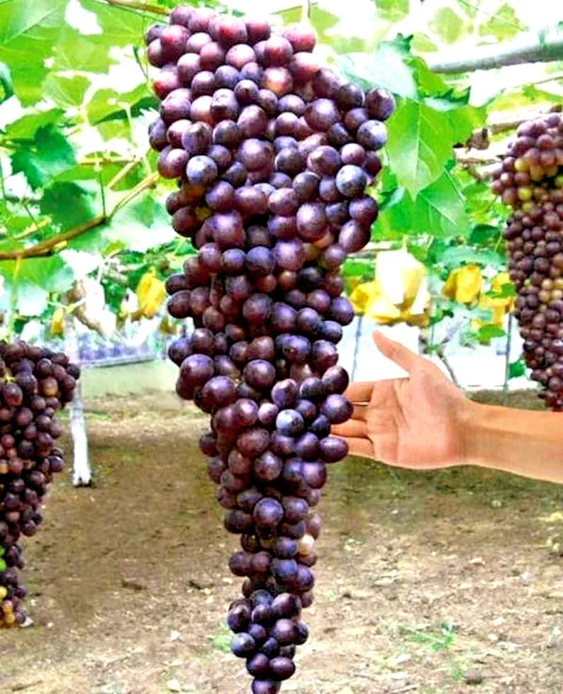 Giant Bunch Grapes Cuttings 3x3 Green Vitis vinifera Blue, Yellow, Pink Varieties for Rooting, Climbing Vine, Fruit Plant
