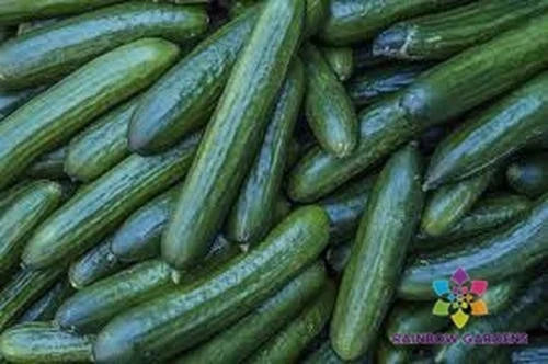Diva Cucumber Seeds - 25+ Pack | USA Grown Non-GMO Cucumis sativus