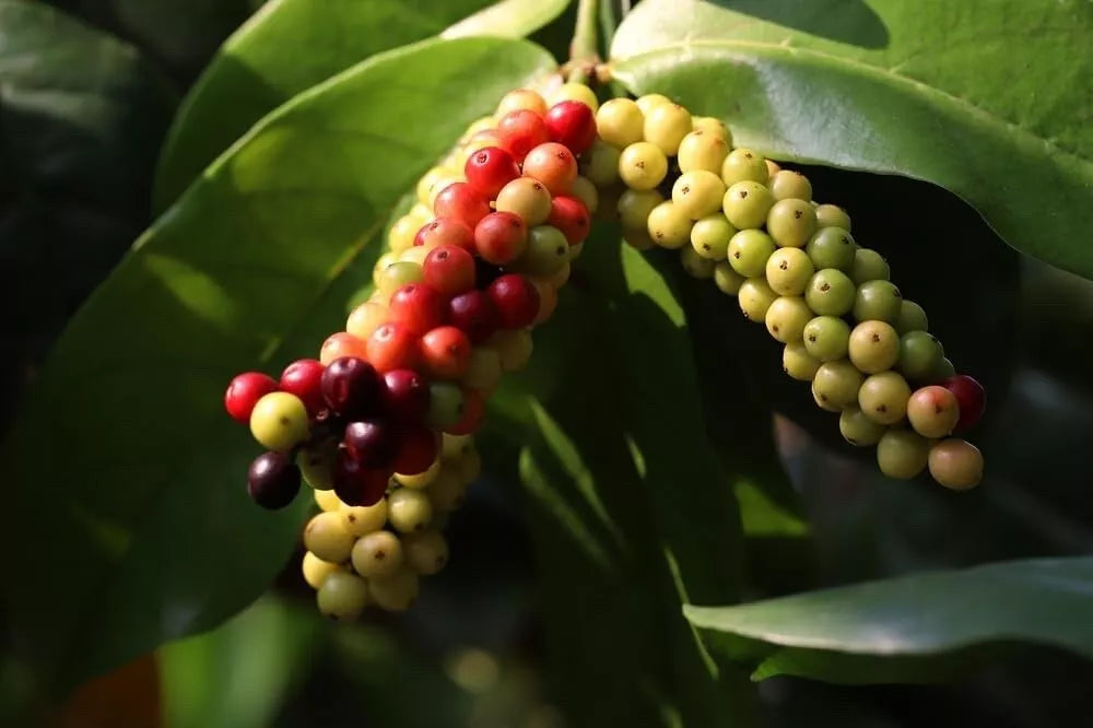 Rare Seeds Pack - Bignay, Buni, Salamander Tree - Antidesma bunius - Edible Berries & Ornamental Foliage