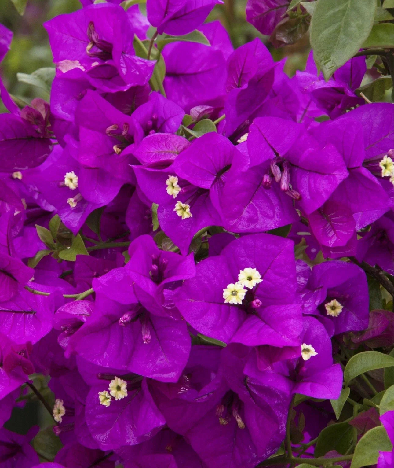 Purple Majesty Bougainvillea Plant in 4" Pot – Rooted Bougainvillea glabra with Vibrant Purple Flowers for Gardens and Containers
