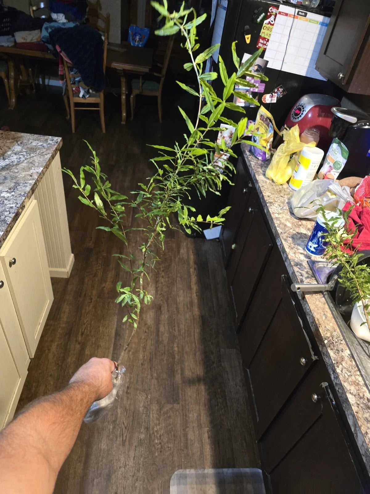 Pomegranate Seedling - Parfianka Variety - 18 Inches - Punica granatum Fruit Plant for Garden or Container