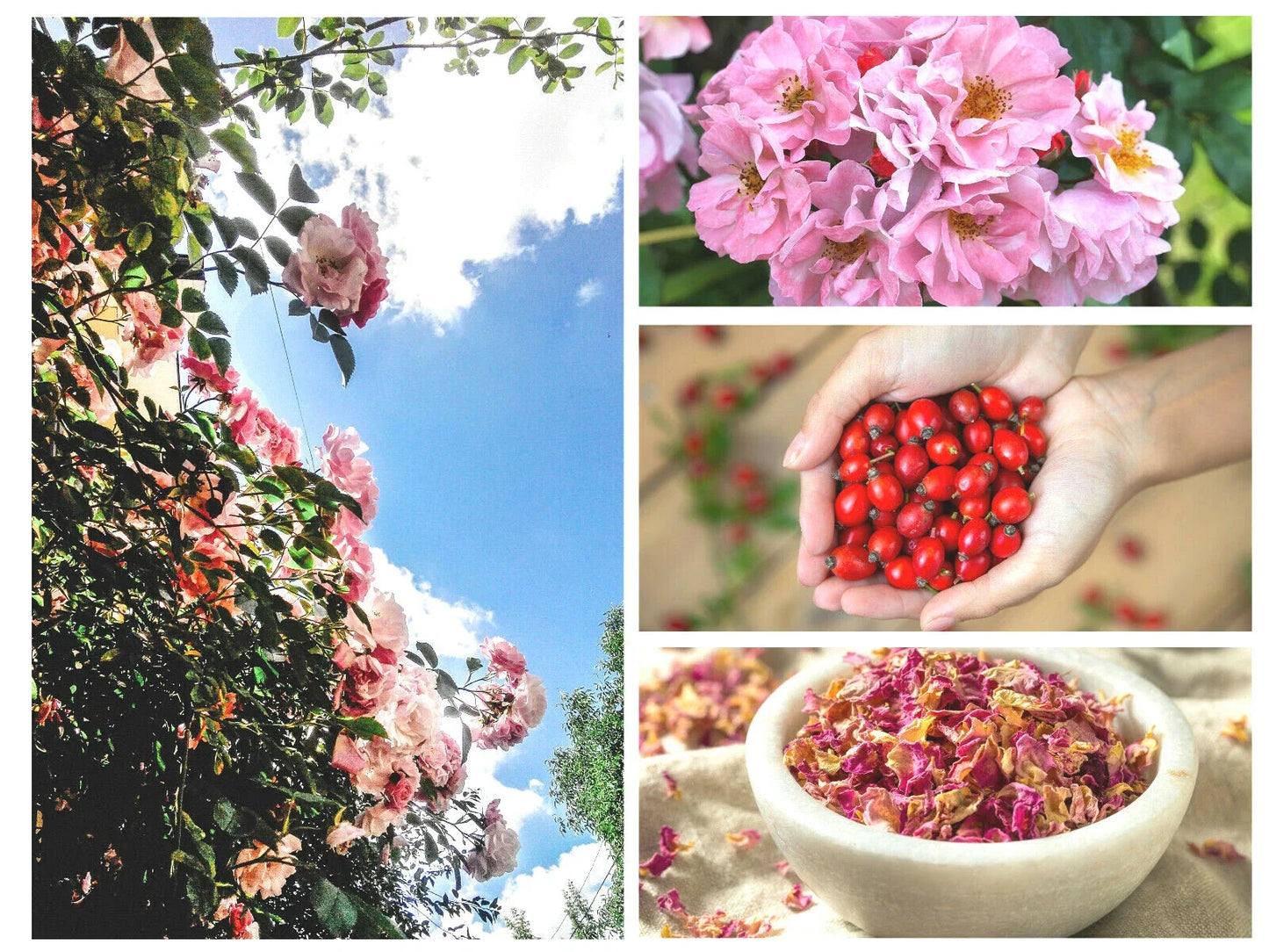 Pink Flowering Rosehip Seeds | Rosa Canina | Wild Rose Bush for Garden, Pollinator Attractant, Drought Tolerant, 35 Seeds