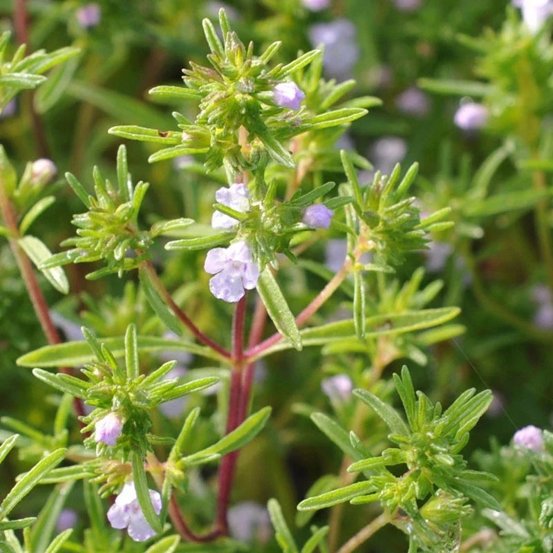 Summer Savory Herb Seeds, Chubrica Variety, Non-GMO, Compact Growth, Culinary Herb, Satureja hortensis, Multiple Sizes