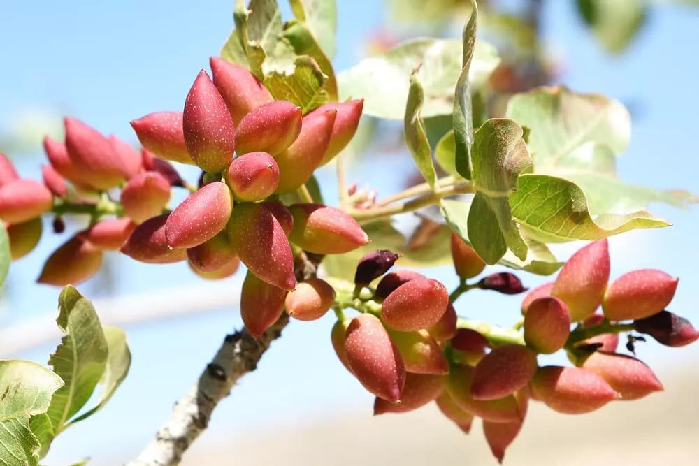 Pistachio Nut Tree Seeds 6 Pack Green Pistacia Vera for Planting, Nut Tree Seeds for Garden Growth